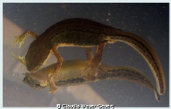 mirror - mirror....

female newt in a pond by Claudia Weber-Gebert 